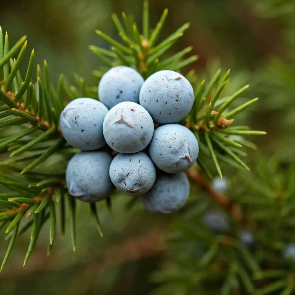 Cedar Berries (Juniperus) for Kidney, Digestive & Immune Support - Futures ETC Tincture