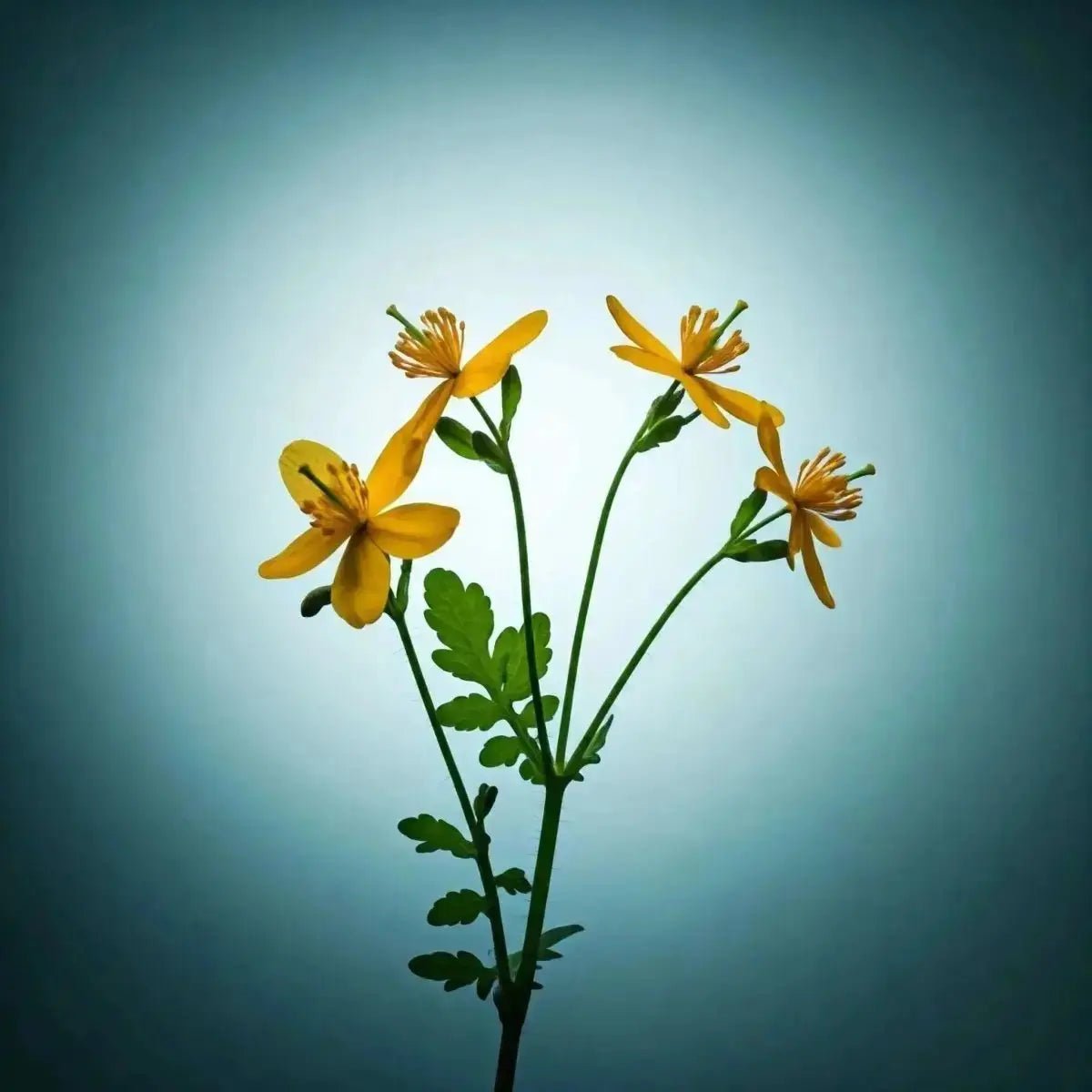 Celandine (Chelidonium majus) for Liver Detox, Digestive & Skin Health - Futures ETC Tincture