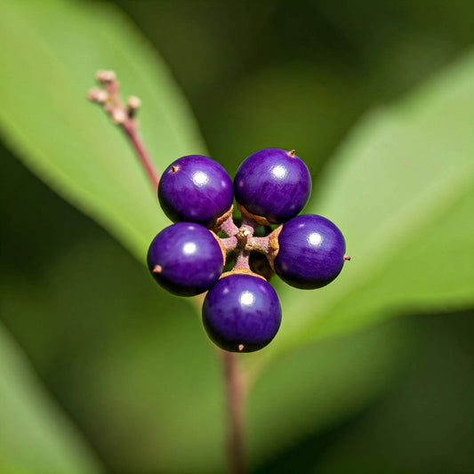 Chaste Tree Berry (Vitex agnus-castus)