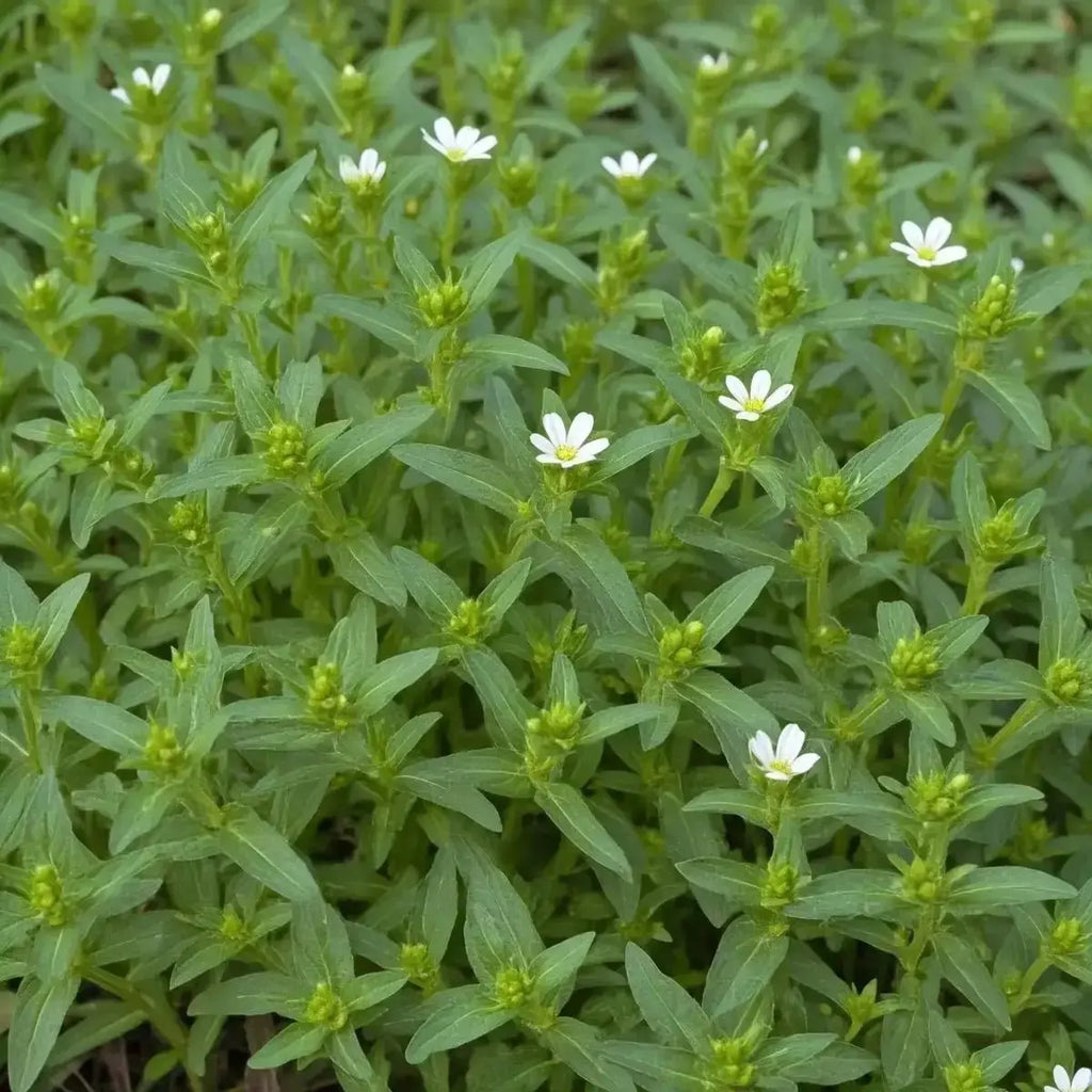 Chickweed (Stellaria media) - Futures ETC Tincture