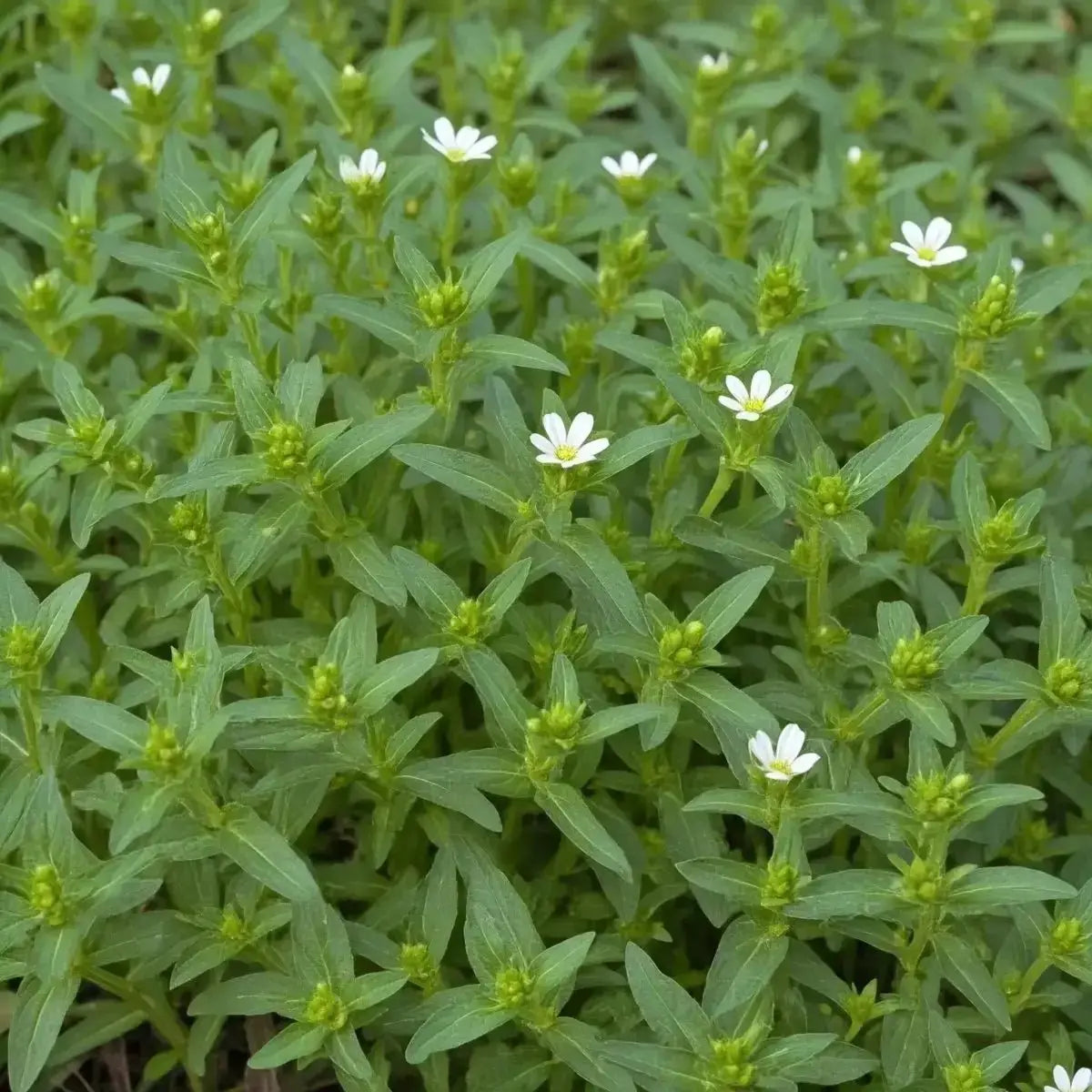 Chickweed (Stellaria media) - Futures ETC Tincture