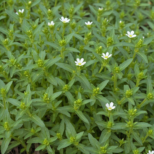 Chickweed (Stellaria media)