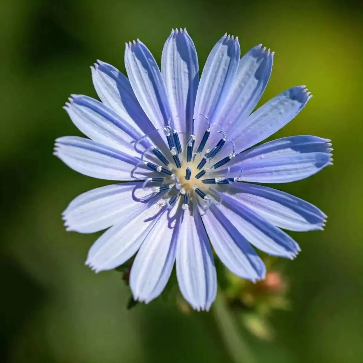 Chicory (Cichorium intybus) - Futures ETC Tincture
