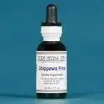 Chippewa Pine (Pinus strobus) - Futures ETC Tincture
