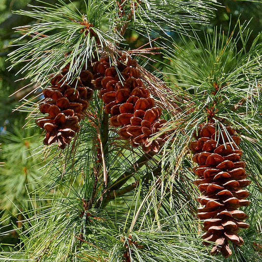 Chippewa Pine (Pinus strobus)