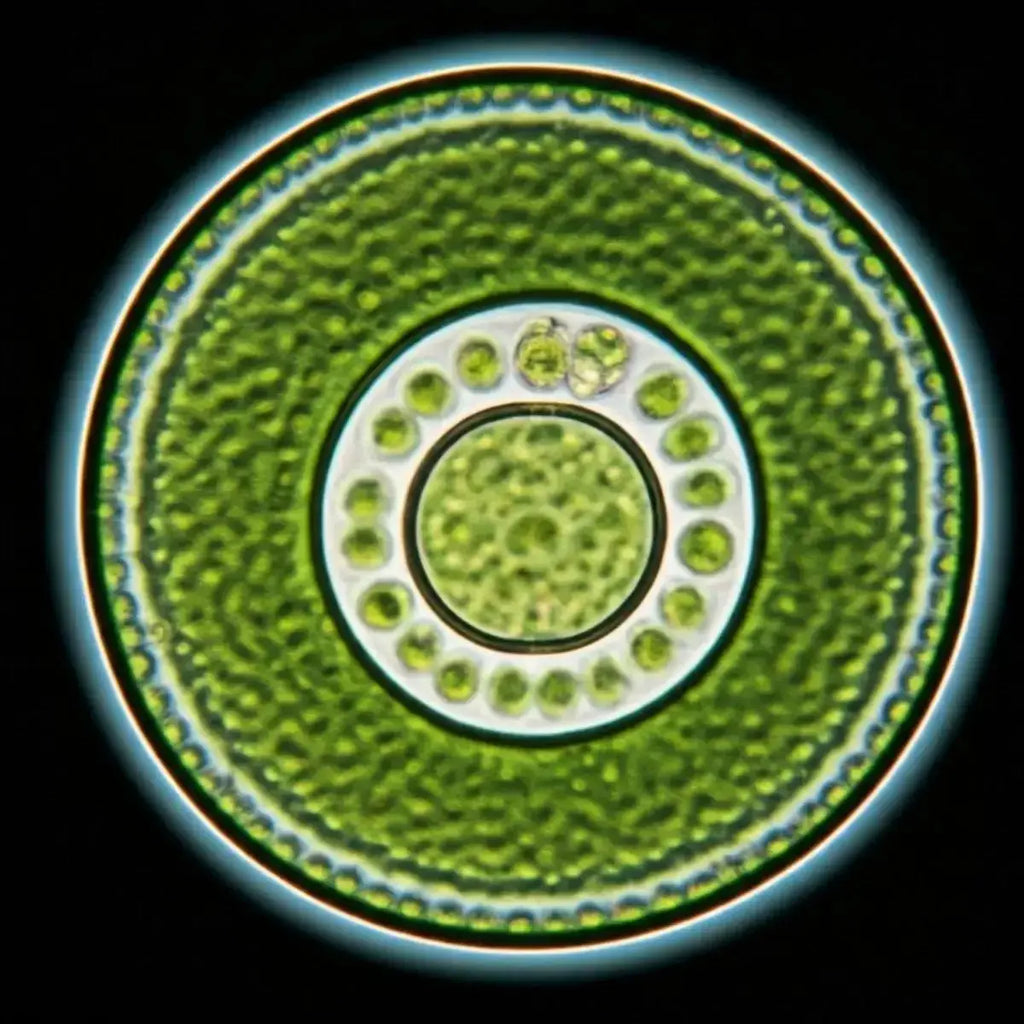 Chlorella - Futures ETC Tincture