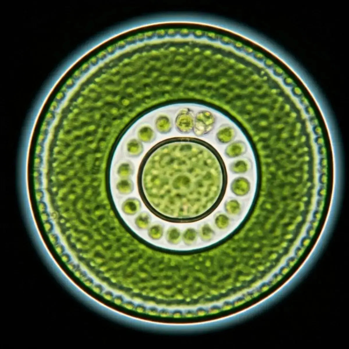 Chlorella - Futures ETC Tincture