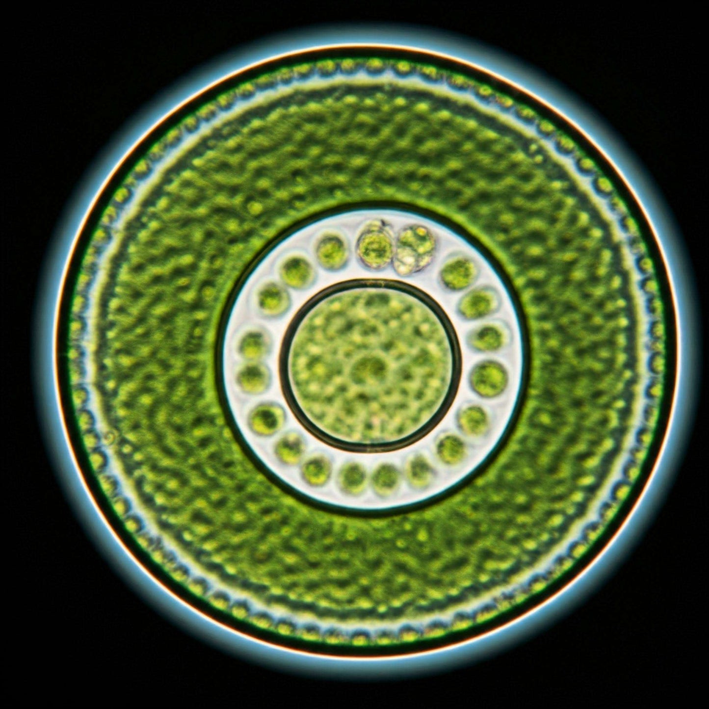 Chlorella