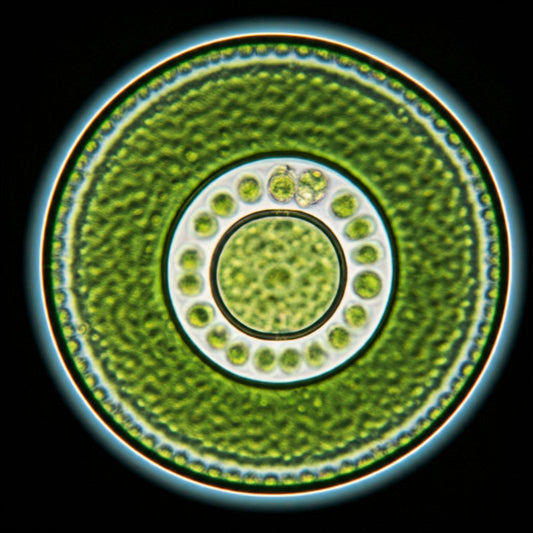 Chlorella