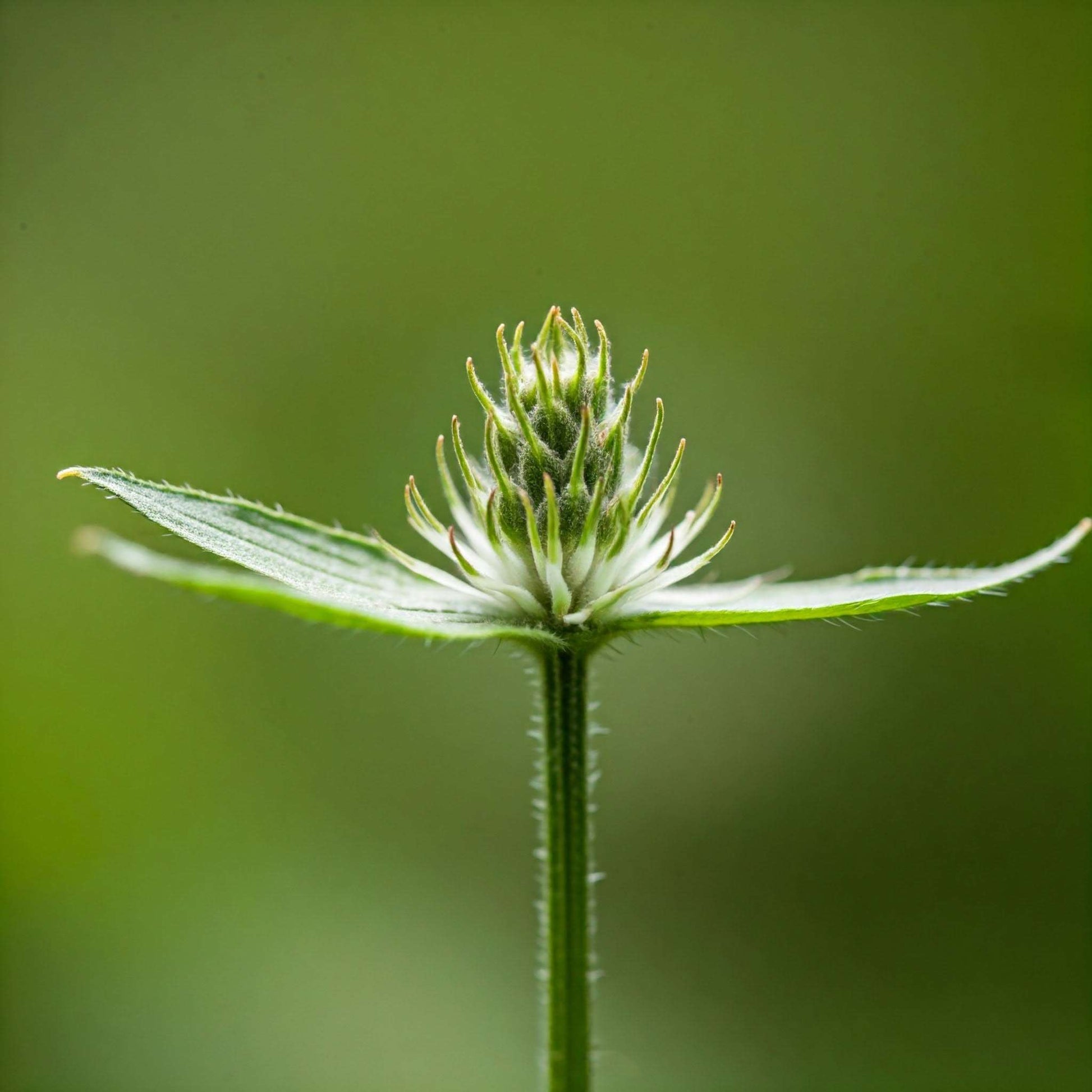 Cleavers (Galium aparine)