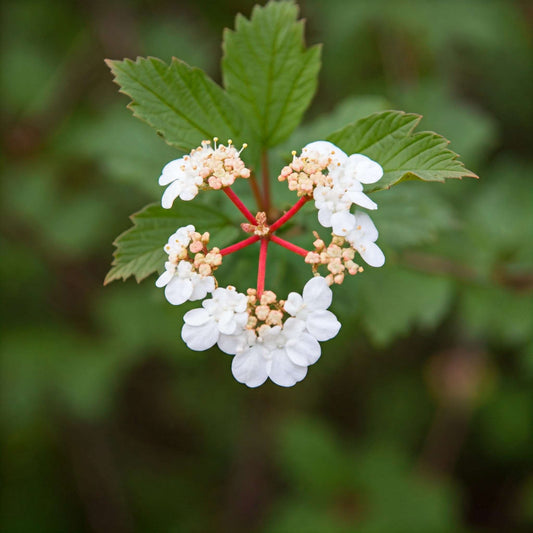 Crampbark (Viburnum opulus)