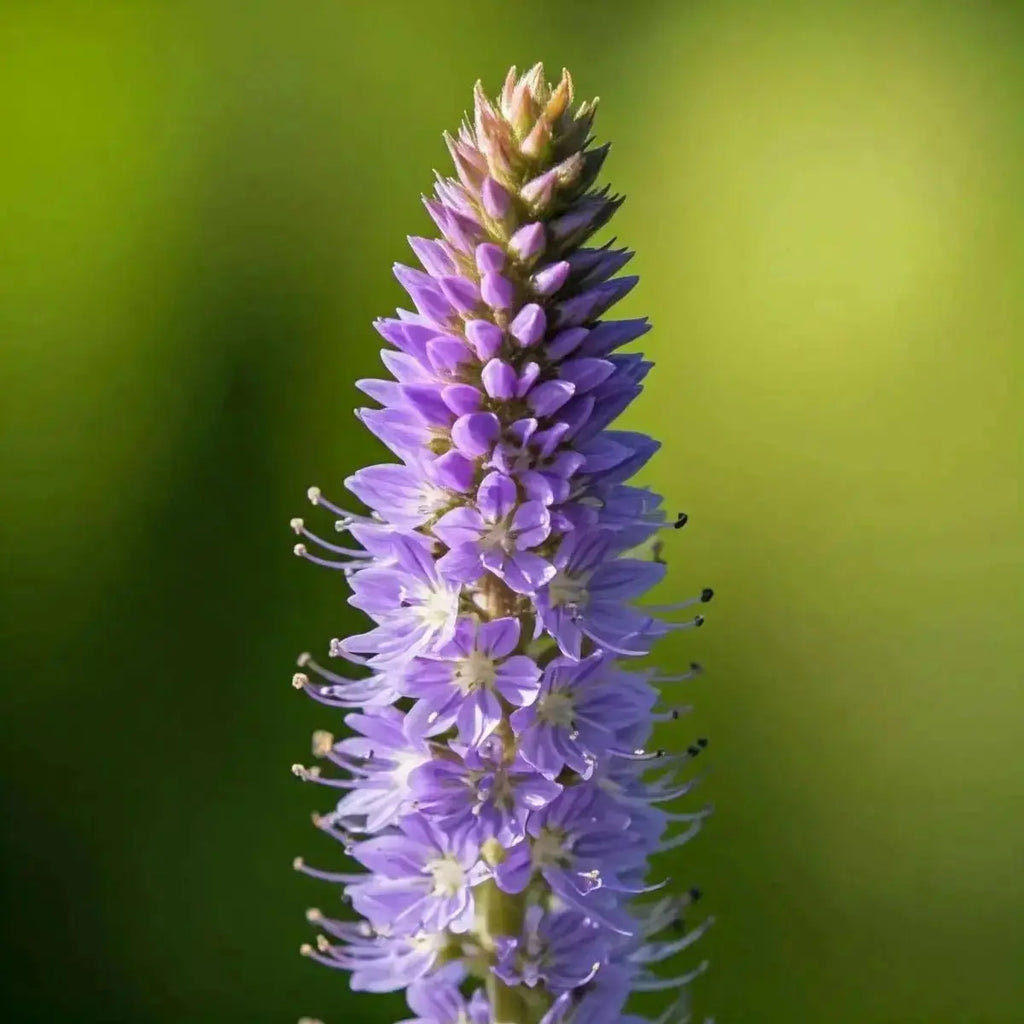 Culver's Root [Blackroot] (Veronicastrum virginicum) - Futures ETC Tincture