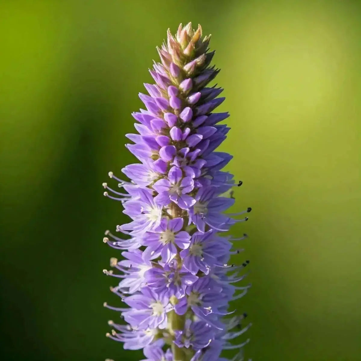Culver's Root [Blackroot] (Veronicastrum virginicum) - Futures ETC Tincture