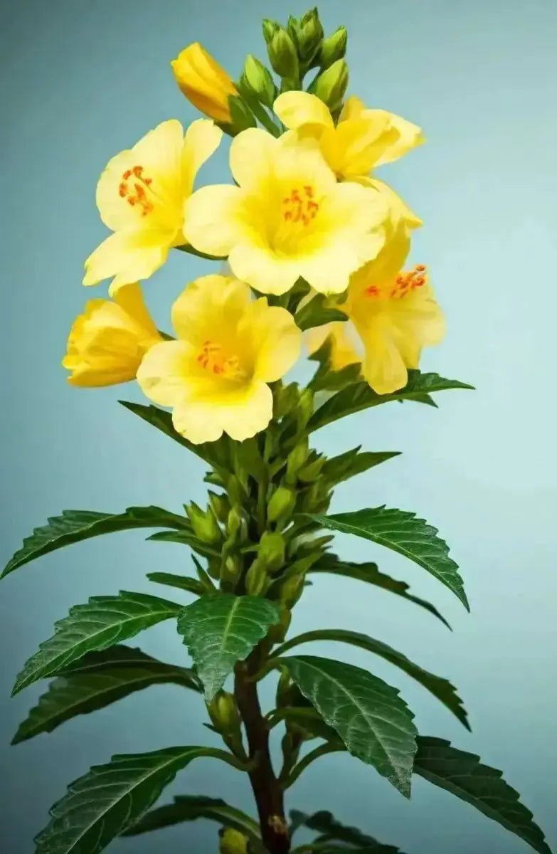 Damiana (Turnera diffusa) - Futures ETC Tincture