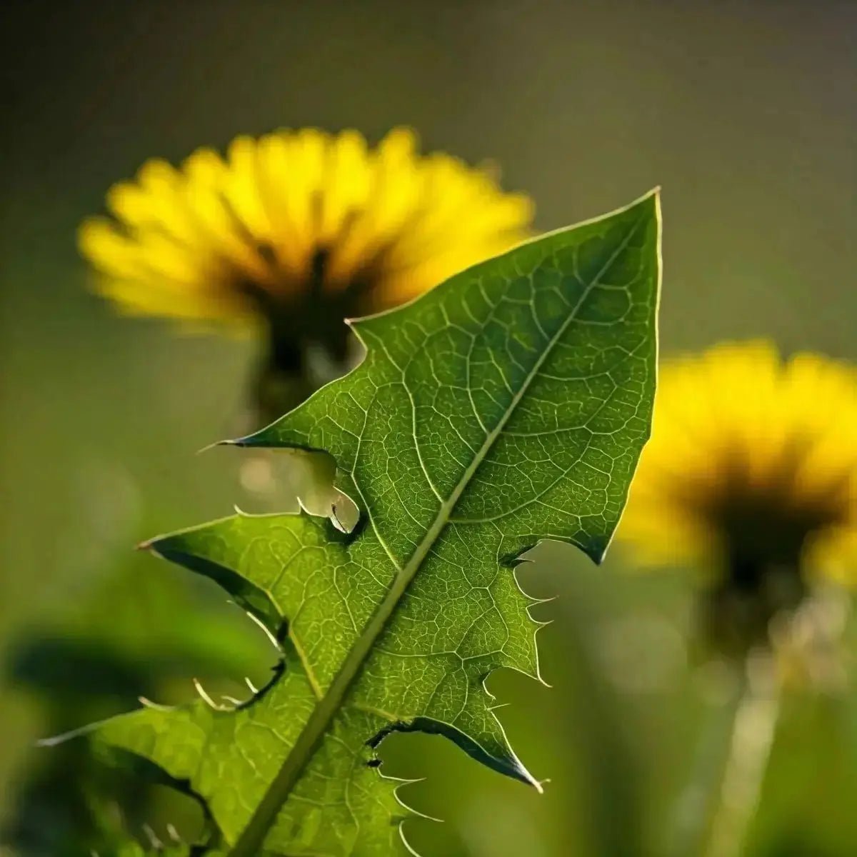 Dandelion Leaf (Taraxacum) - Futures ETC Tincture