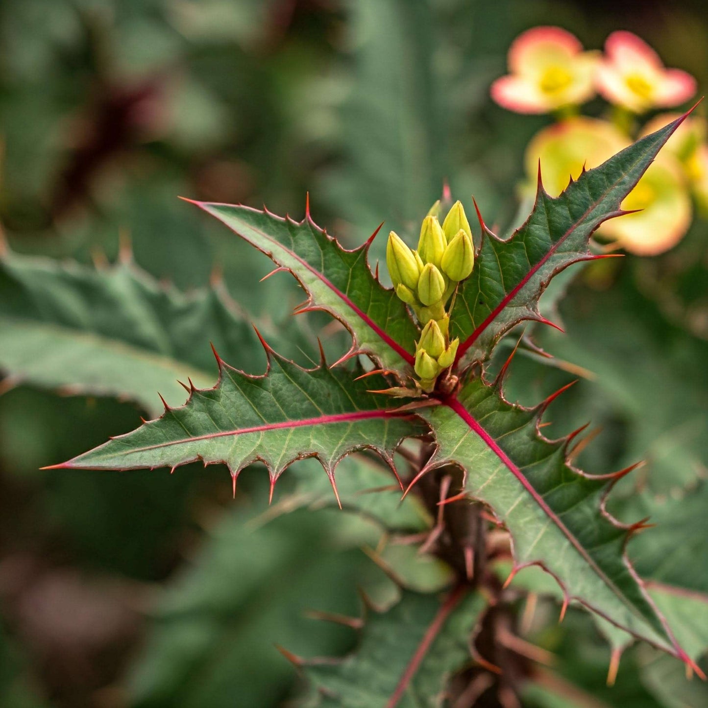 Devil's Claw (Harpagophytum)