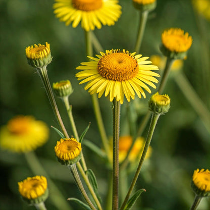 Elecampane (Inula helenium)