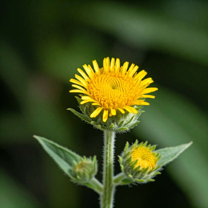 Elecampane (Inula helenium)