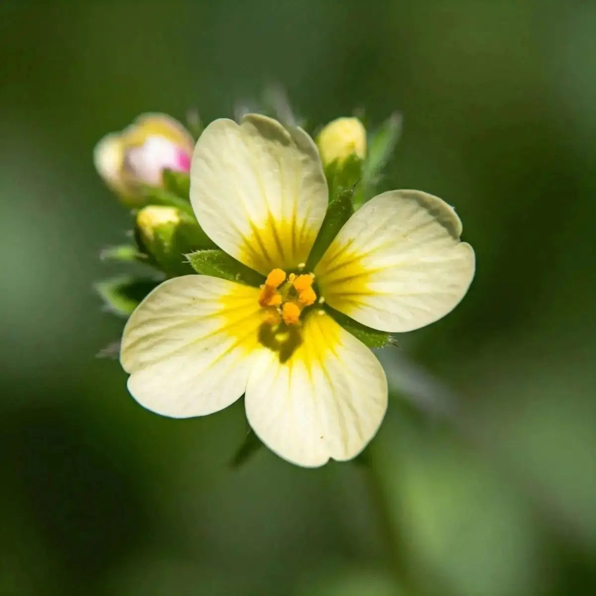 Eyebright (Euphrasia officinalis) - Futures ETC Tincture