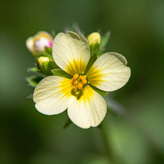 Eyebright (Euphrasia officinalis)