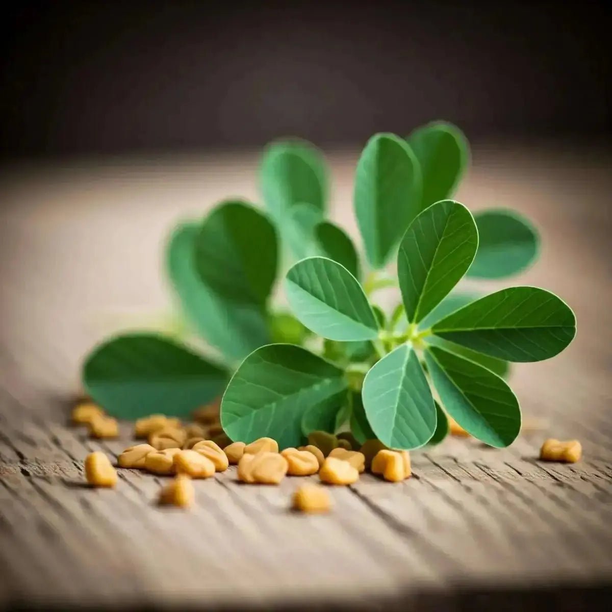 Fenugreek (Trigonella foenum graecum) - Futures ETC Tincture