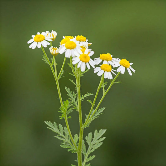 Feverfew (Tanacetum parthenium)