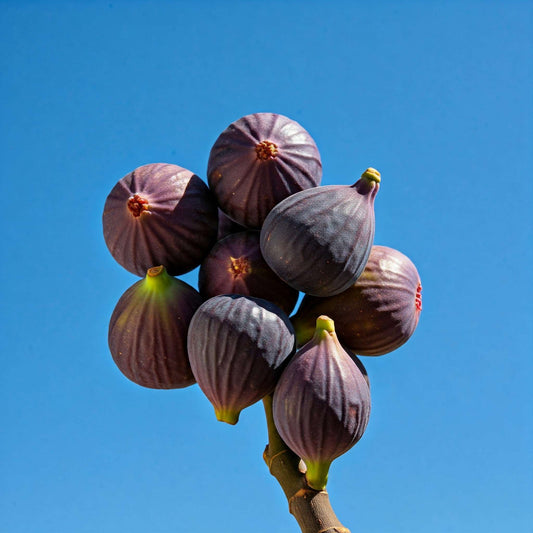 Figs (Ficus carica)