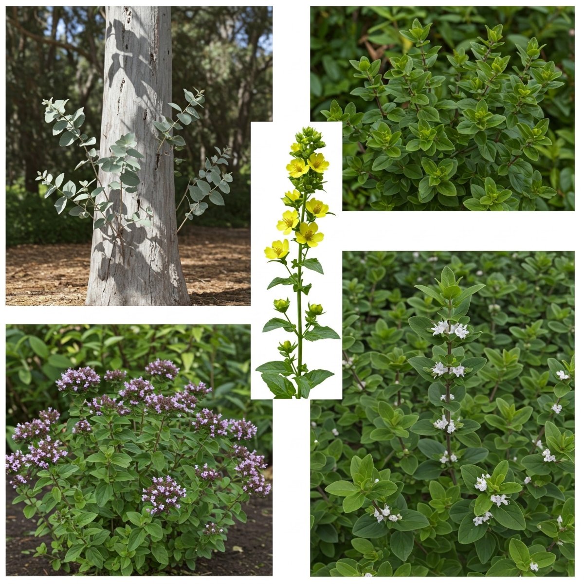 Cinq huiles – Mélange respiratoire, analgésique et antimicrobien | Eucalyptus, molène, origan, menthe poivrée et gaulthérie