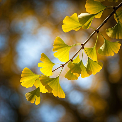 Ginkgo (Ginkgo biloba)