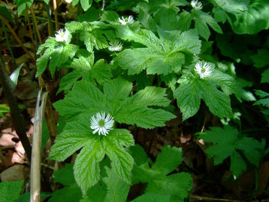 Golden Seal (Hydrastis canadensis)