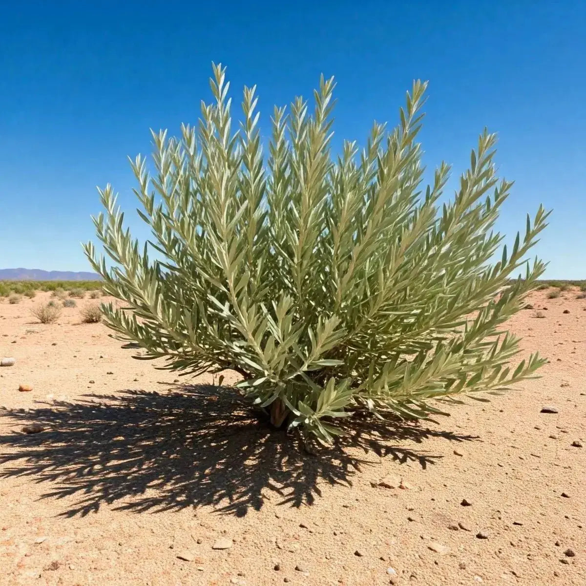 Greasewood [Chaparral] (Sarcobatus vermiculatus) - Futures ETC Tincture
