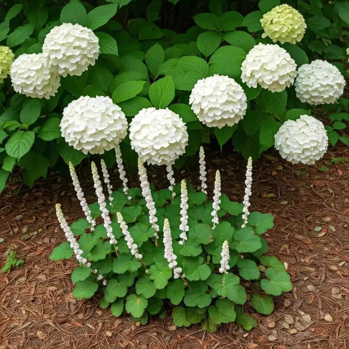 SD - R: Hydrangea, Marshmallow & Stone Root for Natural Wellness - Futures ETC Tincture