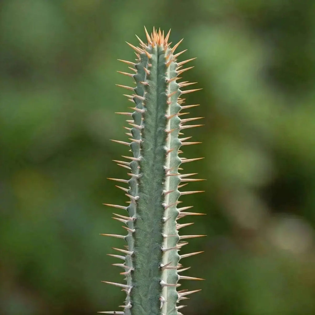 Hoodia (Hoodia gordonii) - Futures ETC Tincture