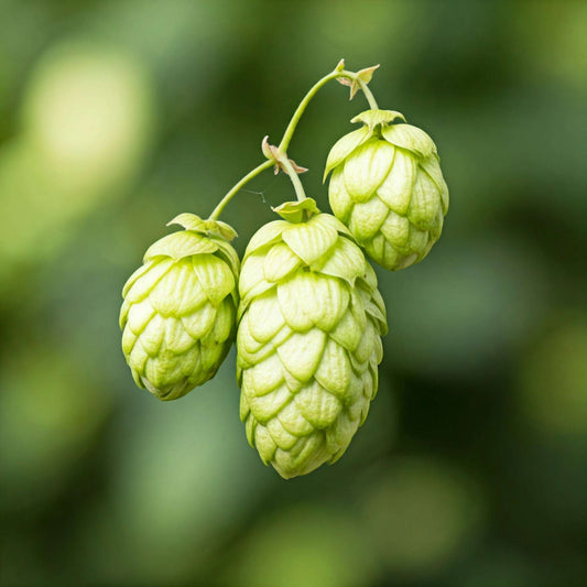 Hops (Humulus lupulus)