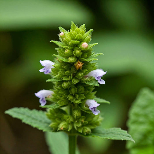 Horehound (Marrubium)