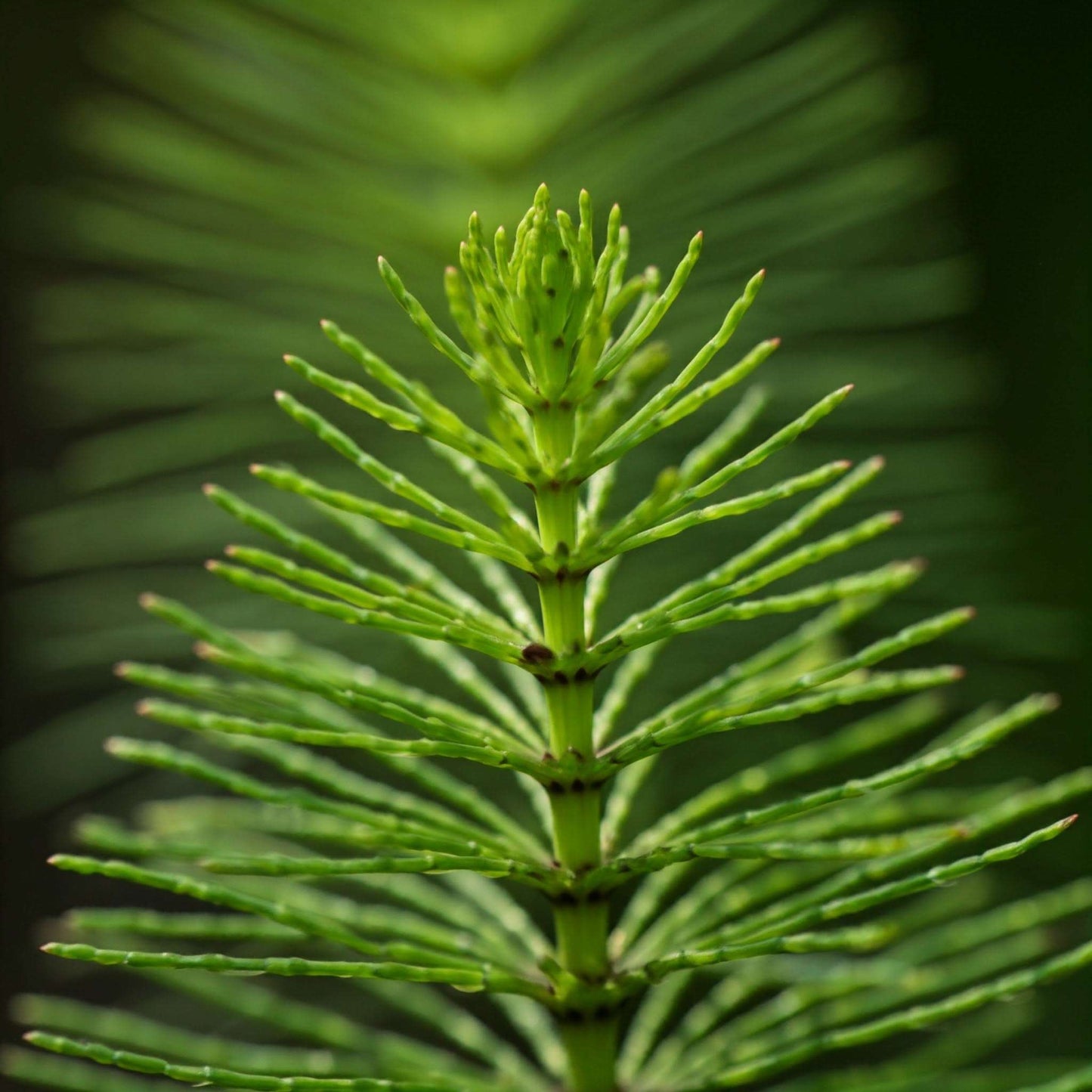 Horsetail (Equisetum)