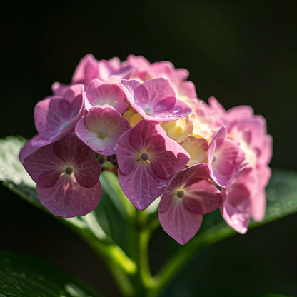 Hydrangea (Hydrangea aborescens)