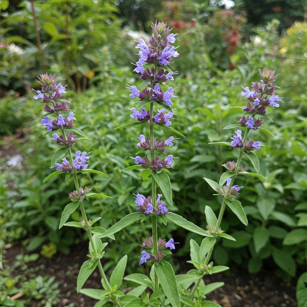 Hisopo (Hyssopus officinalis) – Apoyo respiratorio, circulatorio y antiviral