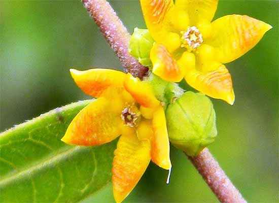 Indian Sarsaparilla (Hemidesmus Indicus) - Futures ETC tincture