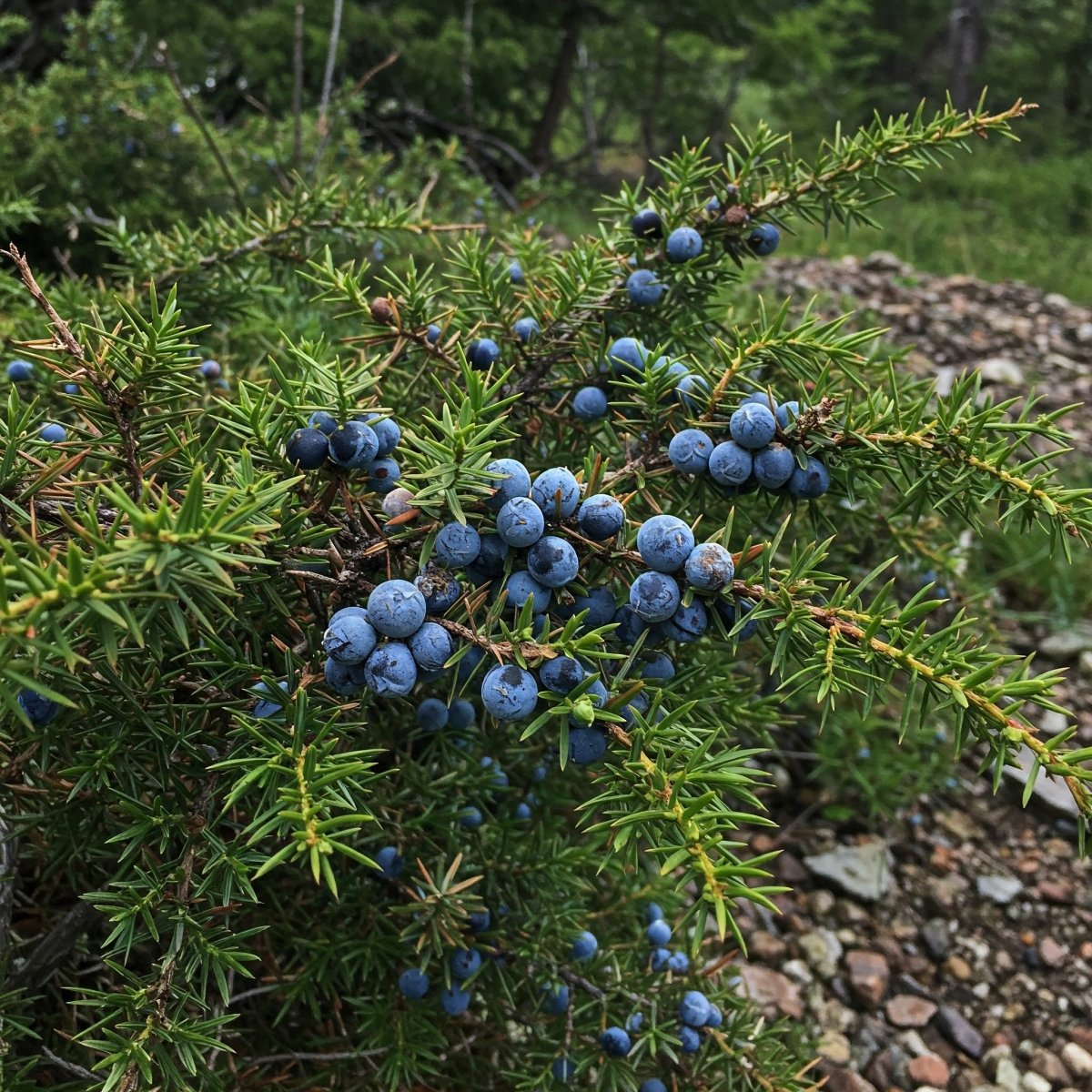 Juniper Berries (Juniperus), Tincture, Futures ETC