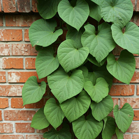 Kudzu (Pueraria)