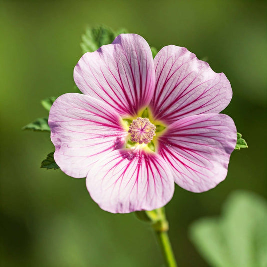 Marshmallow (Althaea officinalis)