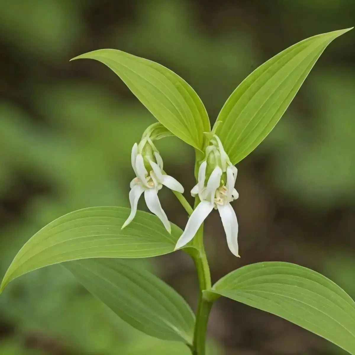Mayapple / Mandrake (Podophyllum peltatum) - Futures ETC Tincture