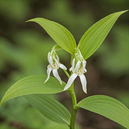 Mayapple / Mandrake (Podophyllum peltatum)