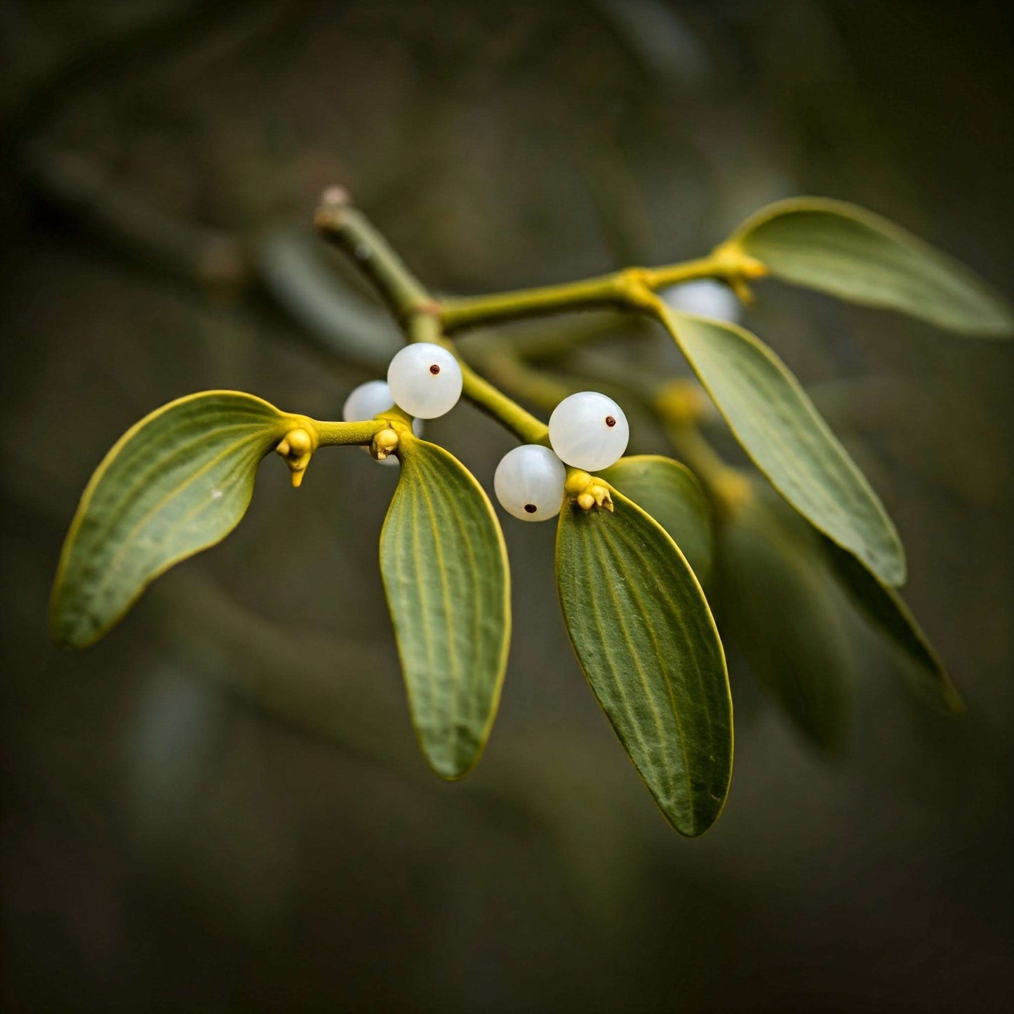 Mistletoe (Viscum album)