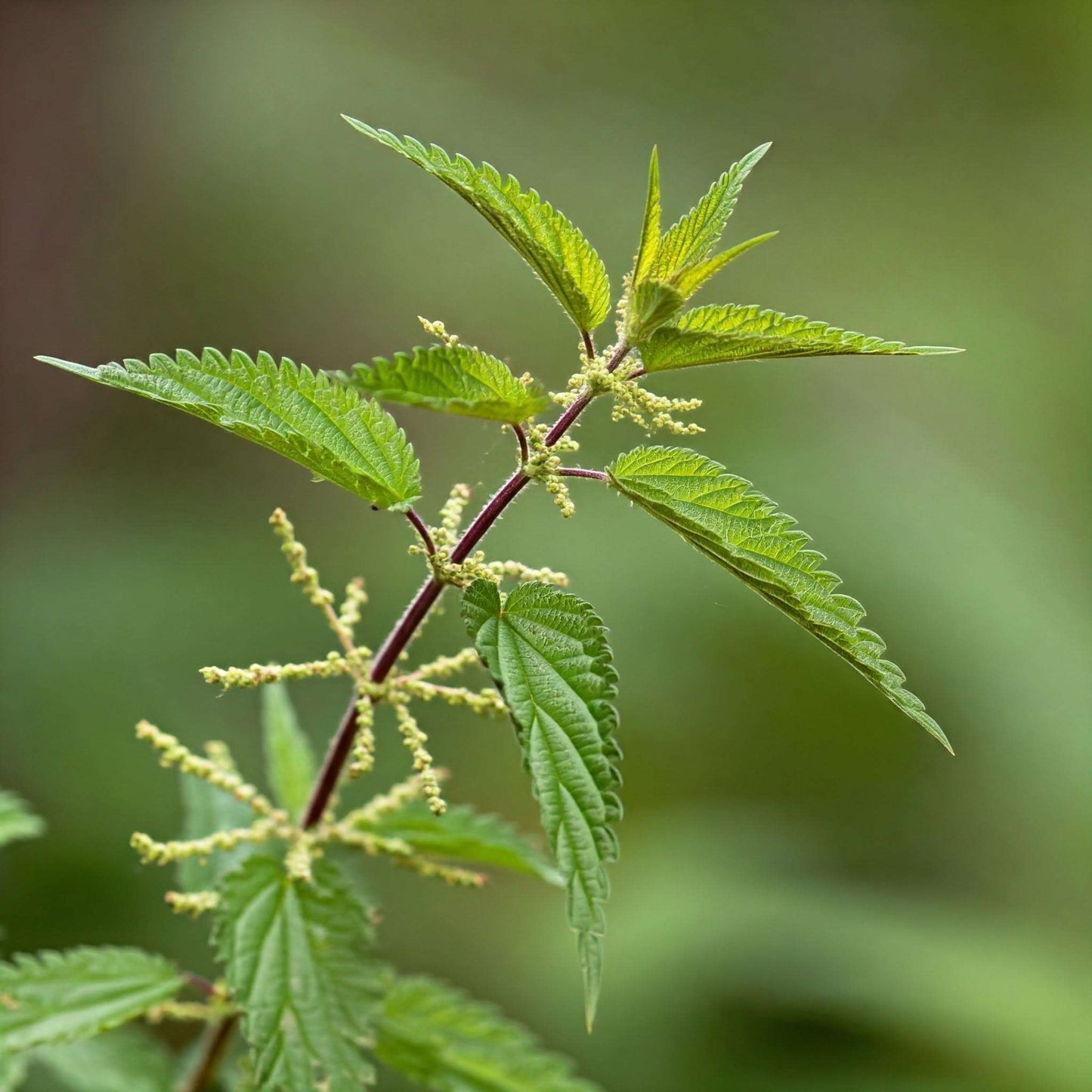 Nettle (Urtica dioica)