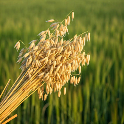 Oat Straw (Avena sativa)