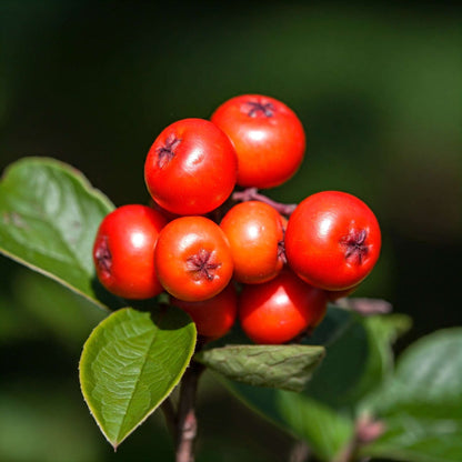 Partridge Berry (Mitchella repens)