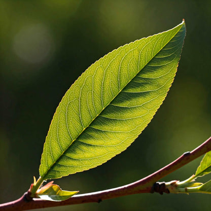 Peach Leaf (Prunus persica)