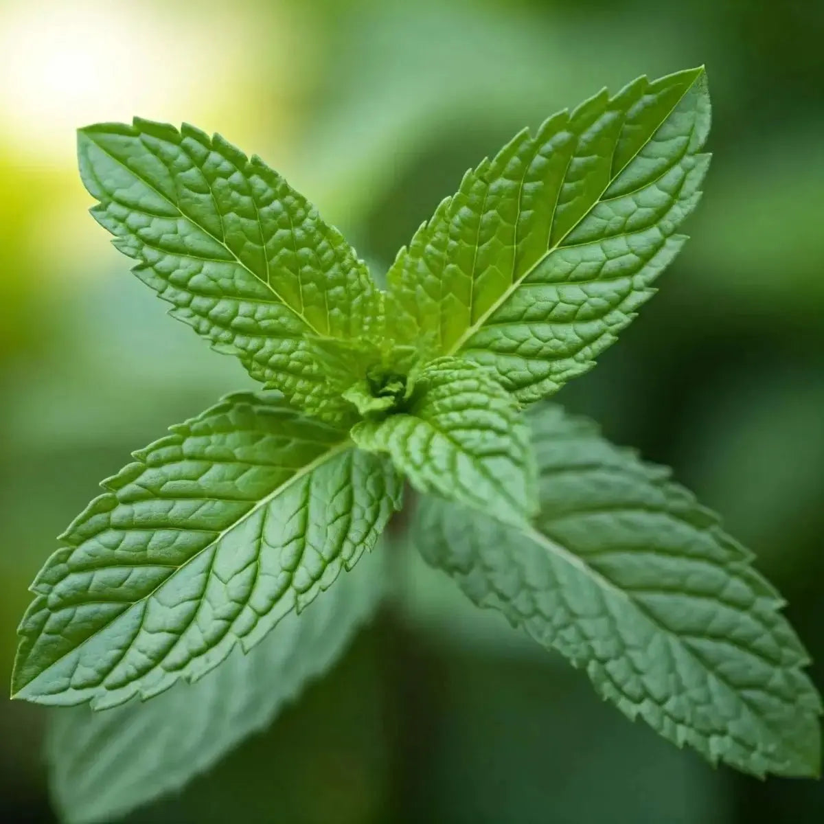 Peppermint Leaf (Mentha piperita) Extract and Oil - Futures ETC Tincture